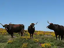Vaches noires à longues cornes et mufle noir cerclé de blanc dans une zone naturelle de plantes buissonnantes ligneuses fleuries de jaune et mauve.