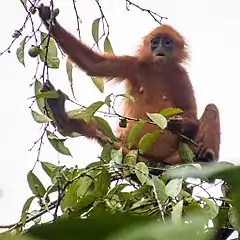 Description de l'image Maroon (or Red) Leaf Monkey (13997619568).jpg.