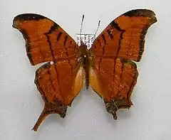 Marpesia eleuchea