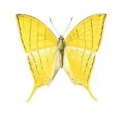 Marpesia harmonia