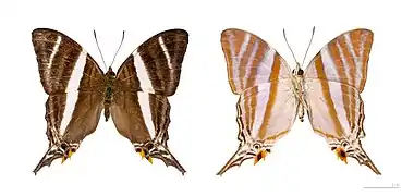 Marpesia orsilochus