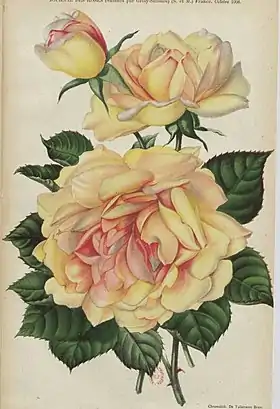 Image illustrative de l’article Marquise de Sinéty