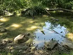 Une mare au cœur de la colline.