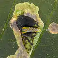 Chenille de Cameraria ohridella dans sa galerie.