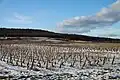 Vignes à Marsannay-la-Côte sous la neige.