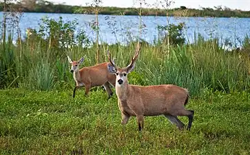 Cerfs des marais