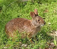 Un lapin brun-roux, avec des yeux noirs et des petites oreilles
