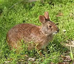 Description de l'image Marsh Rabbit.jpg.