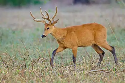 Cerf des marais (Blastocerus dichotomus).