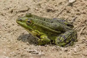 Une grenouille rieuse jeune adulte de profil dans la forêt de Kampinos en Pologne.