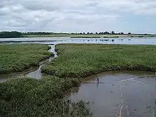 Photo d'un paysage verdoyant, sans relief ni arbres, avec de grandes étendues d'eau peu profonde