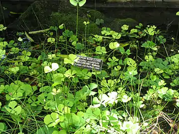 La marsilée à quatre feuilles (Marsilea quadrifolia.