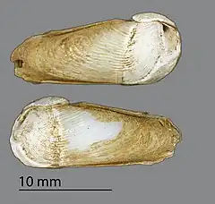 Description de l'image Martesia striata (MNHN-IM-2009-2596).jpeg.