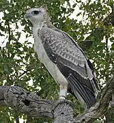 Parc national Kruger, Afrique du Sud