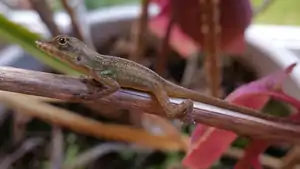 Anolis Roquet juvénile