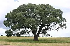 Marula dans le Transvaal.