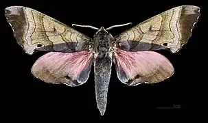 Marumba gaschkewitschii echephron ♂ MHNT