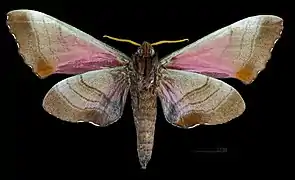 Marumba gaschkewitschii echephron ♂ △ MHNT