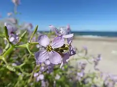 Fleur mauve avec une plage à l'arrière-plan.