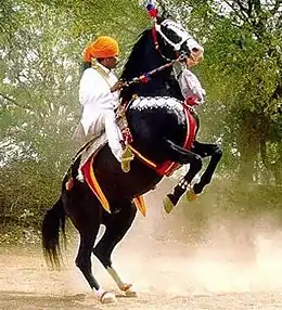 Cavalier et cheval noir en costume et harnachement traditionnel effectuant un cabré.