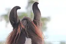 Le haut de la tête d'un cheval brun. Les oreilles du cheval sont recourbées vers l'intérieur.