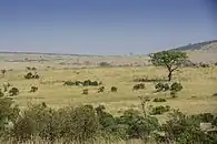 Masai Mara (Kenya)