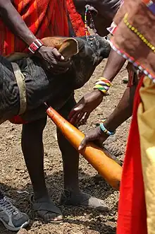 Photo couleur montrant un berger masaï tenant fermement une vache par les oreilles, pendant que son collègue recueille le sang qui s'écoule d'une petite blessure au cou dans une longue calebasse.