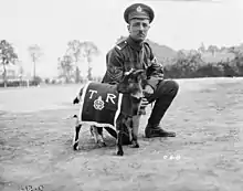 Photo en noir et blanc d'un militaire en uniforme portant une casquette agenouillé derrière un chevreau qu'il tient en laisse et qui a une couverture sur son dos portant les lettres « T » et « R » ainsi qu'un insigne militaire