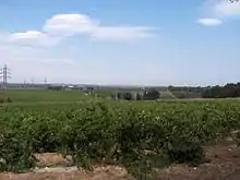 Vignes de Trouillas, sur la route de Villemolaque. Au loin on peut voir Perpignan