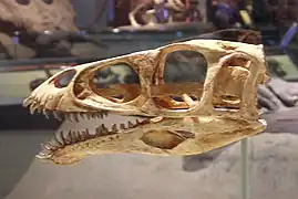 Crâne de Masiakasaurus.