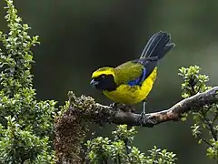 Description de l'image Masked Mountain-Tanager - Ecuador S4E4582 (23224210656).jpg.