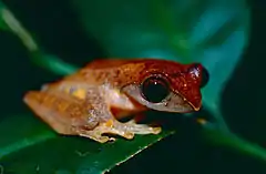 Description de l'image Masked Tree Frog (Rhacophorus angulirostris) (14497889899).jpg.