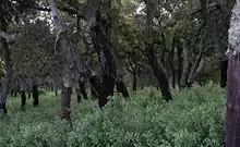 Chênaie dans le Massif des Maures