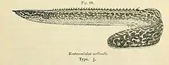 Description de l'image Mastacembelus frenatus3.jpg.