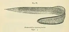 Description de l'image Mastacembelus nigromarginatus.jpg.