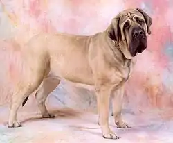 Mastiff