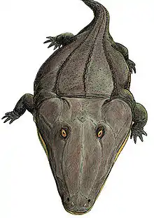 Reconstitution de Mastodonsaurus.