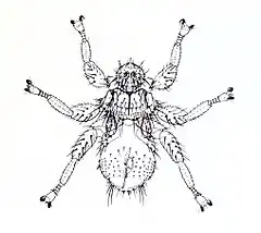 Famille Streblidae, Mastoptera guimaraesi.