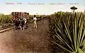 Plantation et transport d'agaves, Cuba, vers 1920