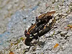 Description de l'image Mating Flies (Ropalomeridae) (6788639955).jpg.
