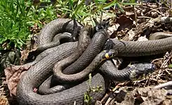 Quatre serpents sont entremêlés : trois petits (les mâles) qui tentent de s'accoupler avec la femelle (de plus grande taille).