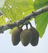 Fruits sur l'arbre