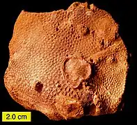 Corail Scleractinia dans la formation de Matmor.