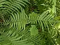 Osmunda claytoniana, fronde