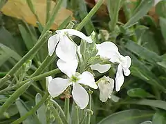 Crucifère (Matthiola incana)