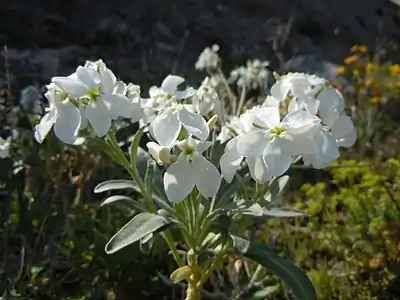 Variété aux fleurs blanches.