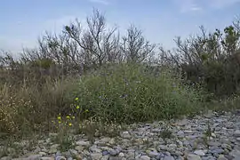 Dans une zone de galets du littoral Vic-la-Gardiole.