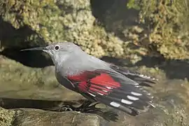 Petit oiseau de profil au corps gris, ailes noires et rouges, long bec gris foncé et pattes fines et noires de la famille des Tichodrome échelette. Il est debout sur un rocher mouillé et est bagué d’un petit anneau en plastic rouge.