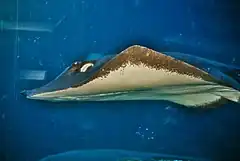 Description de l'image Maui stingray.jpg.