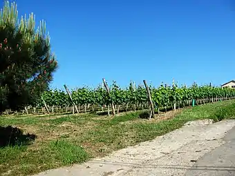 Vignoble de l'AOC Béarn.